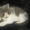 Экзотические короткошерстные котята биколорных окрасов - <ro>Изображение</ro><ru>Изображение</ru> #2, <ru>Объявление</ru> #1494053