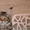 Котята Мейн-кун с превосходными породными данными. #1509688