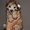 Продаю щенков китайской хохлатой собаки - <ro>Изображение</ro><ru>Изображение</ru> #2, <ru>Объявление</ru> #1504487