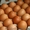 Продам яйцо инкубационное, а также суточный молодняк.  - <ro>Изображение</ro><ru>Изображение</ru> #1, <ru>Объявление</ru> #1521815