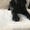 Кане Корсо - Клубные щенки чёрного и тигрового окраса - <ro>Изображение</ro><ru>Изображение</ru> #2, <ru>Объявление</ru> #1547383