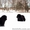 Щенки Ньюфаундленд - <ro>Изображение</ro><ru>Изображение</ru> #2, <ru>Объявление</ru> #1538938