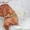 щенки венгерской легавой выжлы - <ro>Изображение</ro><ru>Изображение</ru> #2, <ru>Объявление</ru> #1551798