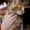Крупные котята Мейн-Куны - <ro>Изображение</ro><ru>Изображение</ru> #2, <ru>Объявление</ru> #1551697