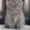 Профессионально выращенные чистокровные британские котята из питомника - <ro>Изображение</ro><ru>Изображение</ru> #3, <ru>Объявление</ru> #1012738