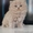 Чистокровный британский длинношерстный котенок #1557872