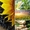 Гібриди соняшнику ультраскоростиглі від фірми Гран #1560165