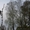 Спил деревьев в Киеве любой сложности - <ro>Изображение</ro><ru>Изображение</ru> #2, <ru>Объявление</ru> #1567226