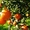 Работа по сбору апельсин в Испании для украинцев - <ro>Изображение</ro><ru>Изображение</ru> #2, <ru>Объявление</ru> #1567631