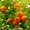 Работа по сбору апельсин в Испании для украинцев - <ro>Изображение</ro><ru>Изображение</ru> #3, <ru>Объявление</ru> #1567631