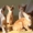 Абиссинские котята всех окрасов #1555149