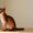 Абиссинские котята всех окрасов - <ro>Изображение</ro><ru>Изображение</ru> #3, <ru>Объявление</ru> #1555149