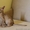Абиссинские котята всех окрасов - <ro>Изображение</ro><ru>Изображение</ru> #5, <ru>Объявление</ru> #1555149