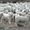 Щенки пиренейской горной собаки - <ro>Изображение</ro><ru>Изображение</ru> #2, <ru>Объявление</ru> #1573014