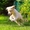 Продажа палевых щенков лабрадора в Украине - <ro>Изображение</ro><ru>Изображение</ru> #1, <ru>Объявление</ru> #1583505