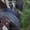 Продаем колесный экскаватор ЭО-2621В с отвалом, ЮМЗ 6 АКЛ, 1992 г.в.  - <ro>Изображение</ro><ru>Изображение</ru> #5, <ru>Объявление</ru> #1583512