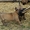 Продаются щенки бельгийской овчарки (малинуа). - <ro>Изображение</ro><ru>Изображение</ru> #4, <ru>Объявление</ru> #1587776
