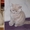 Лиловые шотландские котята - <ro>Изображение</ro><ru>Изображение</ru> #1, <ru>Объявление</ru> #1596790