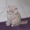 Лиловые шотландские котята - <ro>Изображение</ro><ru>Изображение</ru> #3, <ru>Объявление</ru> #1596790