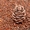 Орех кедровый, сибирский, неочищенный (2019) - <ro>Изображение</ro><ru>Изображение</ru> #3, <ru>Объявление</ru> #1601606