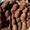 Орех кедровый, сибирский, неочищенный (2019) - <ro>Изображение</ro><ru>Изображение</ru> #4, <ru>Объявление</ru> #1601606
