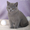 Котенок британской короткошерстной породы, мальчик, окрас голубой - <ro>Изображение</ro><ru>Изображение</ru> #2, <ru>Объявление</ru> #1600922