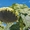 Насіння соняшника - КАРАТ (гранстаростійкий соняшник) - <ro>Изображение</ro><ru>Изображение</ru> #1, <ru>Объявление</ru> #1610690