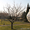Обрезка плодовых деревьев, обрезка и обработка сада - <ro>Изображение</ro><ru>Изображение</ru> #4, <ru>Объявление</ru> #855790
