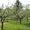 Обрезка плодовых деревьев, обрезка и обработка сада - <ro>Изображение</ro><ru>Изображение</ru> #6, <ru>Объявление</ru> #855790