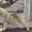 Сибирский хаски,  щенки КСУ. #1598425