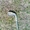 Пять клюшек для гольфа с чехлом. - <ro>Изображение</ro><ru>Изображение</ru> #3, <ru>Объявление</ru> #1622377
