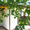 Шикарный домик Ворзель 9 соток - <ro>Изображение</ro><ru>Изображение</ru> #3, <ru>Объявление</ru> #1627229