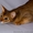 Взрослые роскошные абиссинские кот и кошка - <ro>Изображение</ro><ru>Изображение</ru> #4, <ru>Объявление</ru> #1626387