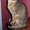 Взрослые роскошные абиссинские кот и кошка - <ro>Изображение</ro><ru>Изображение</ru> #2, <ru>Объявление</ru> #1626387