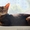 Взрослые роскошные абиссинские кот и кошка - <ro>Изображение</ro><ru>Изображение</ru> #1, <ru>Объявление</ru> #1626387