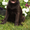 Породный щенок лабрадора. Питомник - <ro>Изображение</ro><ru>Изображение</ru> #1, <ru>Объявление</ru> #1626770