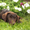 Породный щенок лабрадора. Питомник - <ro>Изображение</ro><ru>Изображение</ru> #4, <ru>Объявление</ru> #1626770