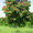 Красный каштан Aesculus carnea – парк за неделю! - <ro>Изображение</ro><ru>Изображение</ru> #1, <ru>Объявление</ru> #1633355