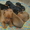 Цвергпинчер щенки черноподпалые и рыжие 2 месяца.. Киев. - <ro>Изображение</ro><ru>Изображение</ru> #1, <ru>Объявление</ru> #1631671