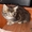 Чистокровные котята Мейн-Куны - <ro>Изображение</ro><ru>Изображение</ru> #4, <ru>Объявление</ru> #1637324