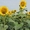 Рими насіння соняшнику під євро-лайтнінг #1643425