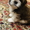 Породные щенки ши тцу - <ro>Изображение</ro><ru>Изображение</ru> #2, <ru>Объявление</ru> #1649914