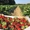 Предлагаю сезонную работу на ягодной ферме под Киевом - <ro>Изображение</ro><ru>Изображение</ru> #2, <ru>Объявление</ru> #1657517
