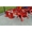 Косилка травяная роторная 1,65 м (Польша, Wirax) - <ro>Изображение</ro><ru>Изображение</ru> #1, <ru>Объявление</ru> #1659346