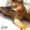 Абиссинская кошка (котята) - <ro>Изображение</ro><ru>Изображение</ru> #2, <ru>Объявление</ru> #1647883