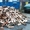 Компанія Кіев Лес пропонує дрова колоті #1668641