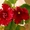 Фиалки, листочки, черенки, стартеры, цветущие, комнатные цветы, - <ro>Изображение</ro><ru>Изображение</ru> #1, <ru>Объявление</ru> #1667858