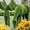 Топиарий под заказ, фигуры из искусственной травы. - <ro>Изображение</ro><ru>Изображение</ru> #1, <ru>Объявление</ru> #1671834