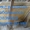 Мраморны слябы , плитка , оникс со склада - <ro>Изображение</ro><ru>Изображение</ru> #7, <ru>Объявление</ru> #1676891