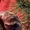 Улитки африканские ахатины,  мох живой ягель,  сфагнум,  прикорм #1676885